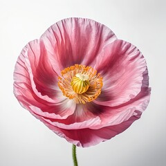 Pink Poppy Flower Close-up