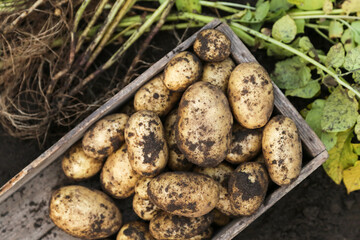Organic potato harvest close-up macro in wooden box. Freshly harvested yellow dirty potatoes on soil ground in farm garden. Harvesting vegetables