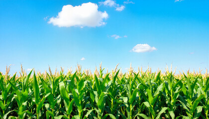 Vibrant corn field under clear blue sky, agricultural abundance