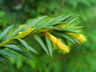 Młode pędy Cisa w leśnym zagajniku © Przemyslaw
