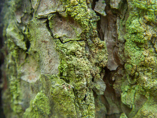Faktura kory drzewnej porośniętej zielonym mchem