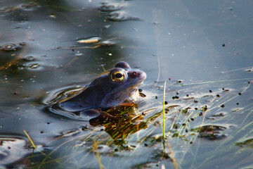 Żaba moczarowa odpoczywa na bagnach po niebieskich godach