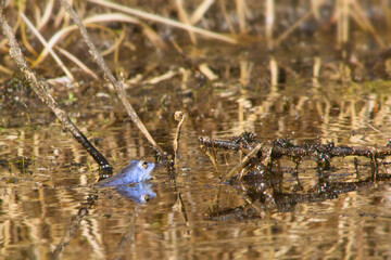 Żaba moczarowa wygrzewająca się na bagnach w słońcu odpoczywa w niebieskie gody