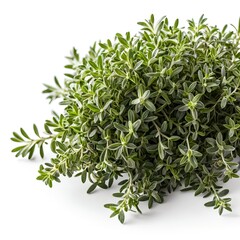 Fresh Bunch of Thyme