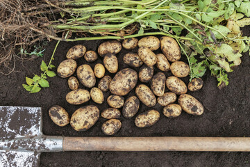 Bunch of organic potato harvest close up, top view. Freshly harvested dirty potatoes with green tops, plants and shovel on soil ground in farm garden
