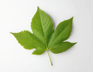 Single Green Leaf on White Background