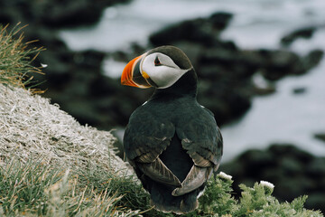 Puffin from Latrabjarg seen from the back