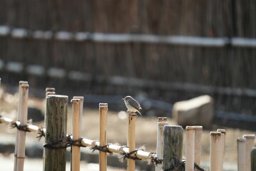 珍しい冬鳥のニシオジロビタキ