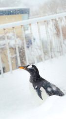 Penguin in Snow