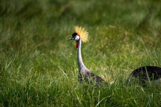 Der Graue Kronenkranich (Balearica regulorum) im Ngorongoro Krater in Tansania mit seiner unverwechselbaren goldenen Krone