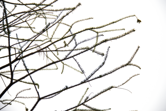 branches of a tree