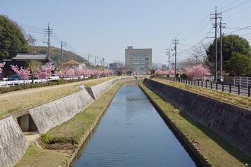 倉敷川　満開の河津桜の春　倉敷川親水公園

