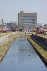 倉敷川　満開の河津桜の春　倉敷川親水公園
