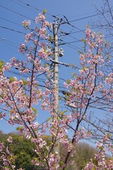 倉敷川　満開の河津桜の春　倉敷川親水公園
