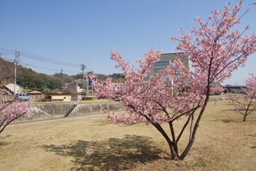 倉敷川　満開の河津桜の春　倉敷川親水公園
