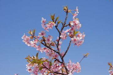 倉敷川　満開の河津桜の春　倉敷川親水公園
