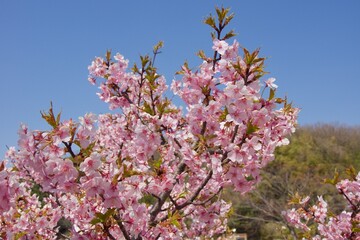 倉敷川　満開の河津桜の春　倉敷川親水公園
