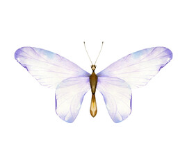 Watercolor Whimsical Butterfly Illustration: Purple Transparent Wings, Delicate Insect Art for Design, Beautiful Butterfly with Gradient Wings