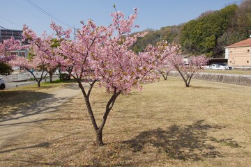 倉敷川　満開の河津桜の春　倉敷川親水公園
