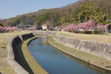 倉敷川　満開の河津桜の春　倉敷川親水公園
