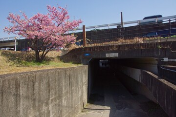 倉敷川　満開の河津桜の春　倉敷川親水公園

