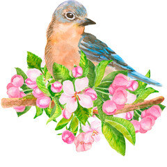 Watercolor compositions with eastern bluebird and pink blossom branch with flowers, buds and leaves isolated on white. Spring blossom of sakura, cherry, almond, plum, pear flowers