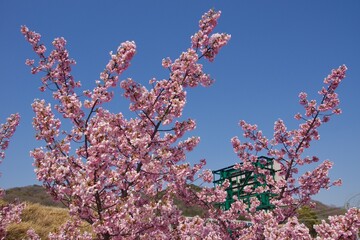 倉敷川　満開の河津桜の春　倉敷川親水公園
