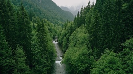 Aerial View of Lush Green Forest and Flowing River, Showcasing Vast Natural Beauty with Foliage, Trees, Grasslands and Waterways for Environmental Appreciation.