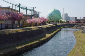 倉敷川　満開の河津桜の春　倉敷川親水公園

