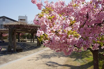 倉敷川　満開の河津桜の春　倉敷川親水公園
