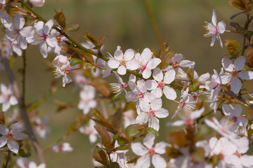 cherry plum blossom on a sunny spring day close-up