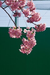 倉敷川　満開の河津桜の春　倉敷川親水公園
