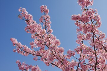 倉敷川　満開の河津桜の春　倉敷川親水公園

