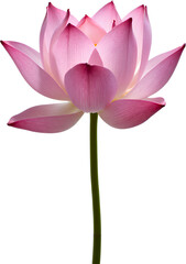 Fototapeta premium Pink Lotus Flower Blossom Transparent Background.