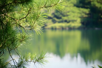 Obraz premium Pine branch over water, blurry forest, sunny, green