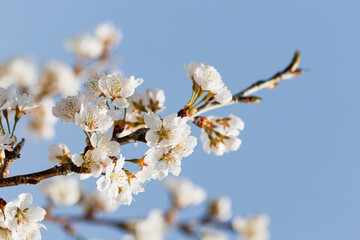3月末に開花した桜04 2025