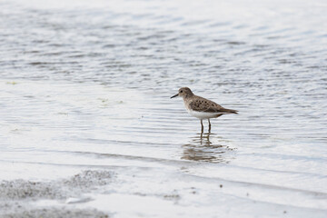 Adult Temminck's stands on the river bank