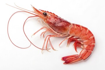 Red Shrimp Isolated Against a White Background for Clear Visibility and Detail