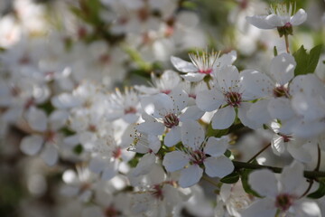 Weiße Blüten am Kirschbaum