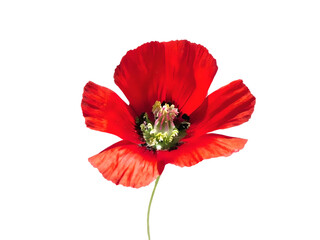 Red wild flower of Papaver rhoeas isolated on transparent background 