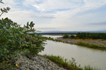 the river in the forest, water flowing natural landscape