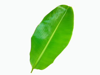 Obraz premium Top view single banana leaf isolated on white background for design or stock photo, summer flora, nature plant, greenery, food
