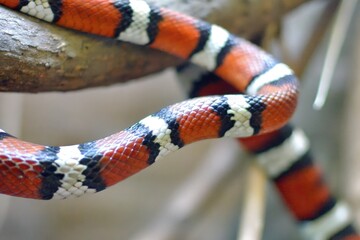 A Brightly Colored Snake Curls Around a Branch, Showcasing Vivid Hues