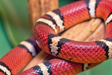 Fototapeta premium Vividly Colored Snake With Orange, White, and Black Patterns Generative AI