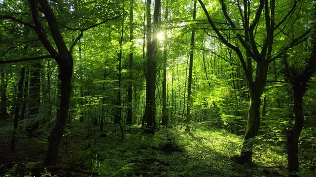 Nature scene: panning shot of a green beech forest with the sun and pleasant sunlight with silhouettes of the tree trunks