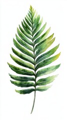 Tropical fern leaf in clipart on white background