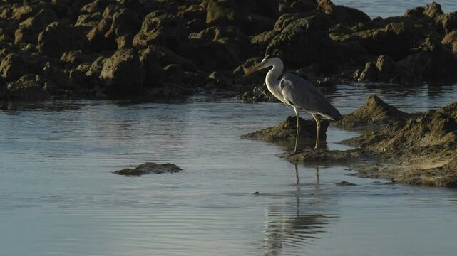 Slow motion video of lonely grey heron at tropical seashore.Close up short