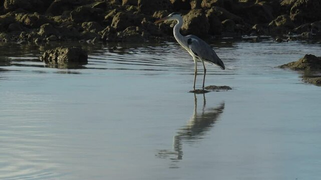 Slow motion video of lonely grey heron at tropical seashore.Close up short