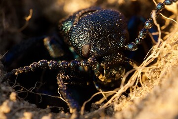 beetle on a black background