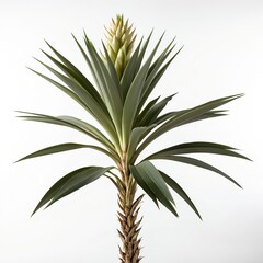 Obraz premium Yucca Plant with Blooming Flower